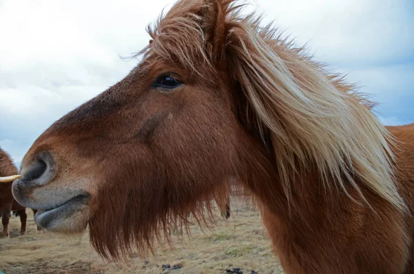 Testa Lana Marrone Sdolcinata Cavallo Islandese Cielo Islandese Blu Scuro — Foto Stock