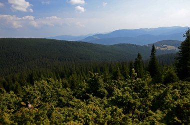 Hoverla Ukrayna Karpat Dağları'nın dağ taş doruklarına güzel görünümünden antik kozalaklı ormanlarda ve sonbahar sarı çim kaplı