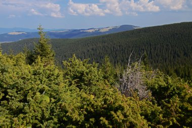 Hoverla Ukrayna Karpat Dağları'nın dağ taş doruklarına güzel görünümünden antik kozalaklı ormanlarda ve sonbahar sarı çim kaplı