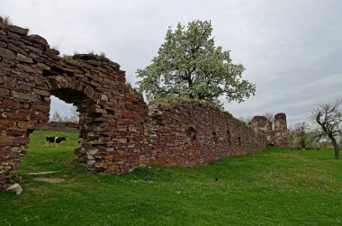 Arka planda sarı çiçekli bahar yeşil çayır eski mavi gökyüzü siyah otlatma inek altında harabe