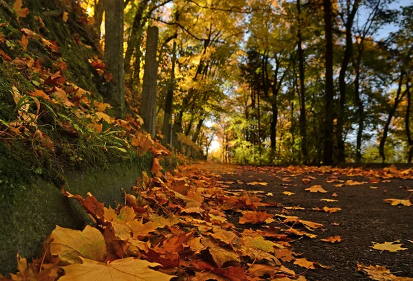 Żółty Autumn Klonowe Listowie Leżącego Chodniku Jesienią Park — Zdjęcie stockowe