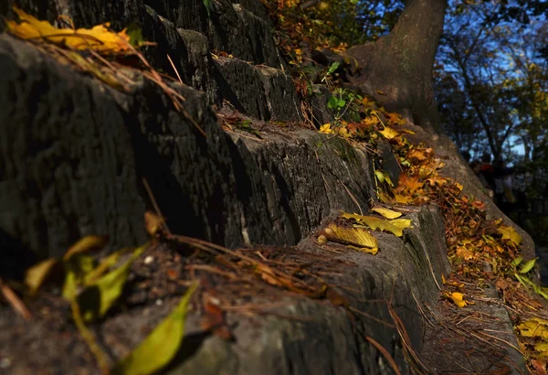 Żółty Autumn Klonowe Listowie Leżącego Chodniku Jesienią Park — Zdjęcie stockowe