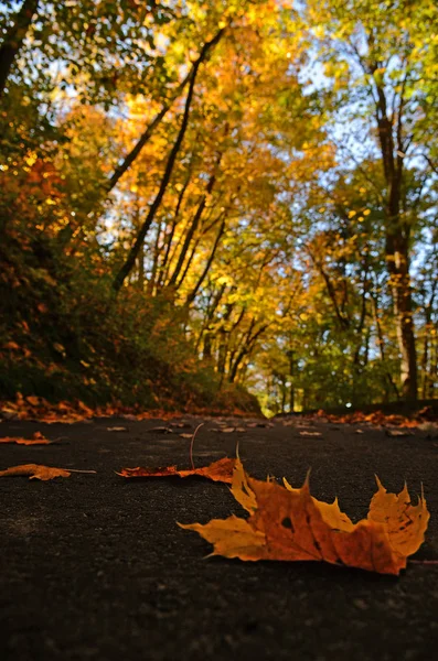 Żółty Autumn Klonowe Listowie Leżącego Chodniku Jesienią Park — Zdjęcie stockowe
