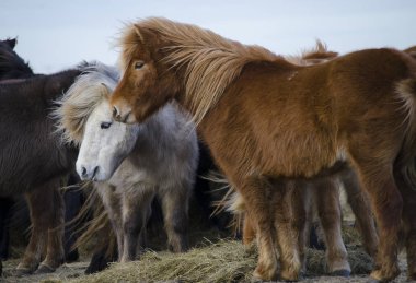 Komik peluş İzlanda at çiftliği de çim yeme İzlanda'daki dağlarda