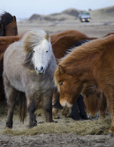 Zabawny Pluszowe Kucy Farmie Górach Islandii Jedzenia Trawy — Zdjęcie stockowe