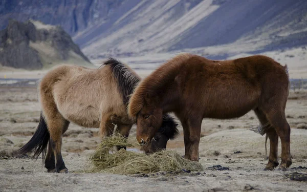 Divertenti Peluche Cavalli Islandesi Nella Fattoria Sulle Montagne Dell Islanda — Foto Stock