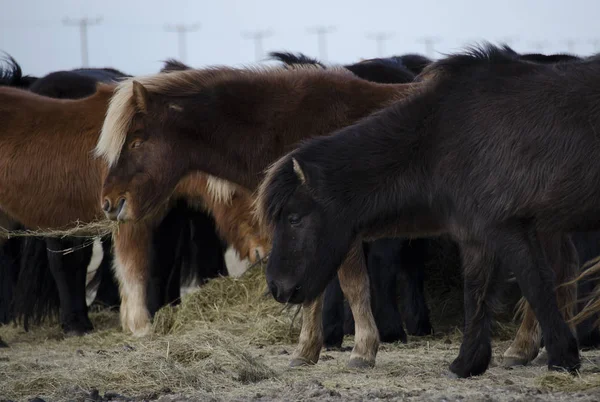 Rolig Plysch Islandshästar Gård Bergen Island Äter Gräs — Stockfoto