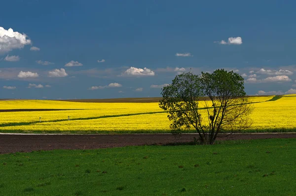 黄色のフィールドと雲 アースブラウン 黄色の花 日当たりの良い青空青空の伝統的なウクライナの黄色と青風景 — ストック写真