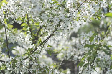 Bahçede bir güneşli bahar gününde kiraz çiçekleri