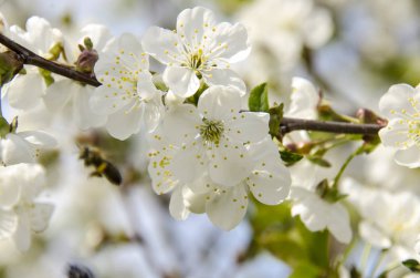 Bahçedeki kiraz çiçekleri bir güneşli bahar gününde. bir kiraz ağacı çiçek