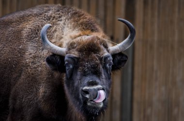Huge adult Bison with large horns shows tongue clipart