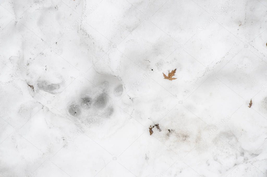 Traces of Tiger on the white snow in winter