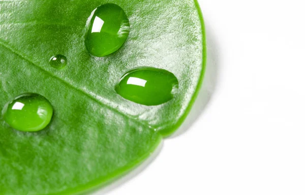 Şeffaf yağmur su yaprak yeşil makro üzerinde büyük güzel damlaları. Sabahleyin çiy damlaları güneşte parlayan. Güzel yaprak doku doğa