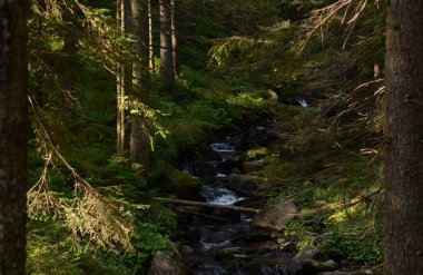 Yüksek yaşlı ağaçlar dağların yamaçlarında yetişir. Zirvelerin fethi