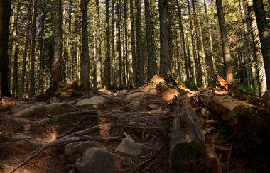 Yüksek yaşlı ağaçlar dağların yamaçlarında yetişir. Zirvelerin fethi