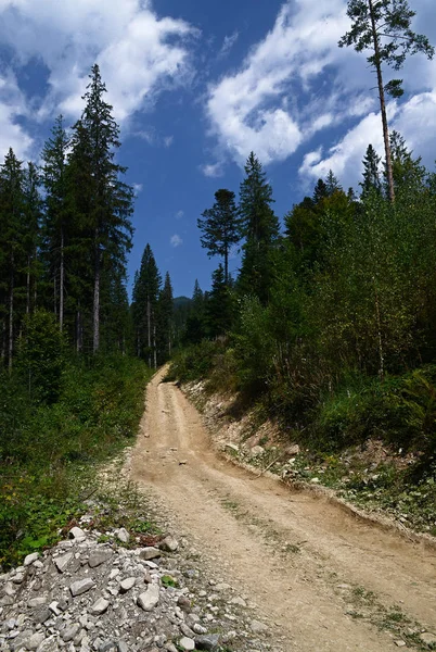 Mavi gökyüzüne karşı uzun çam ağaçları arasında dağlarda yüksek Kir yol. — Stok fotoğraf