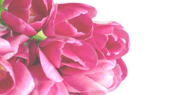 Beyaz arkaplanda izole edilmiş pembe lale çiçekleri.