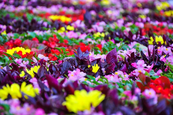 Helles buntes Blumenbeet. gelbe, rote, lila Blüten auf dem Rasen mit grünem Gras im Garten — Stockfoto
