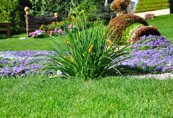 Lecho de flores de colores brillantes. Amarillo, rojo, flores púrpuras en el césped nastut con hierba verde en el jardín —  Fotos de Stock