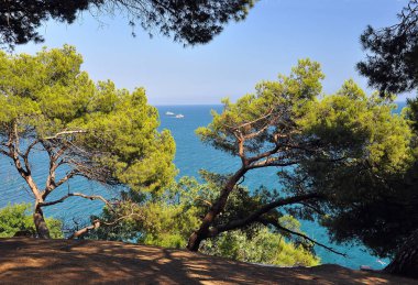 Çamlar, mavi denizin kıyılarında, gökyüzünün ve denizin arka planında, iki geminin üzerinde yelken açtığı yerlerde yetişir. Kırım. Ukrayna
