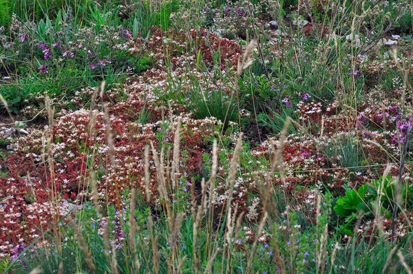 Wielokolorowe trawy górskie rosną na zboczach dzikich — Zdjęcie stockowe