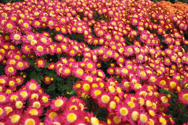 Blumenstrauß mit Blütenblättern von rosa Farbe mit weißem Finish und einem gelben Herz — Stockfoto