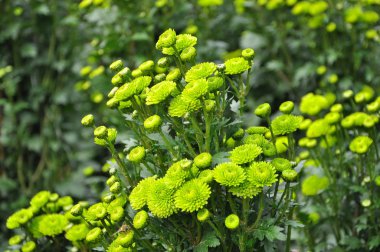 Bir buket narin yeşil çiçek. Kasımpatı. Güneş 'te çiy damlaları var.