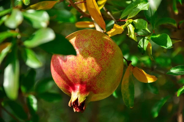 Ripe juicy pomegranate fruit grows on a tree with green leaves in the garden — Stock Photo, Image