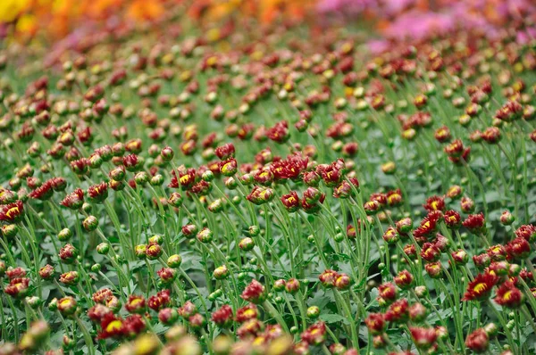 Blumenstrauß mit Blütenblättern von rosa Farbe mit weißem Finish und einem gelben Herz — Stockfoto