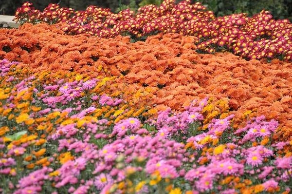 Blumenstrauß mit Blütenblättern von rosa Farbe mit weißem Finish und einem gelben Herz — Stockfoto