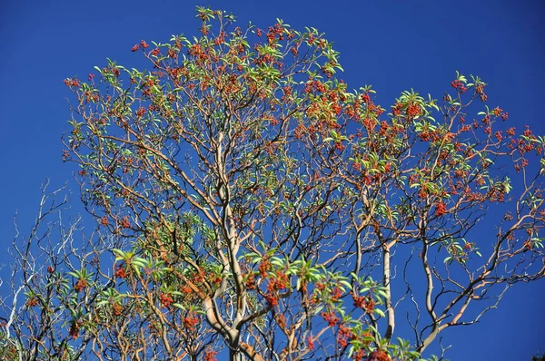 High tree Arbutus andrachne with green leaves and red fruit on a blue sky — Stock Photo, Image
