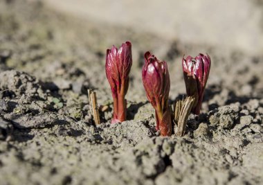 Parlak şakayık çalıları bahar bahçesindeki bir yatakta büyür ilkbahar güneşinin ışınlarında.
