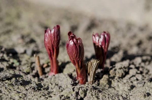 Brotes de arbusto de peonía brillante crecen en una cama en el jardín de primavera en los rayos del sol de primavera — Foto de Stock