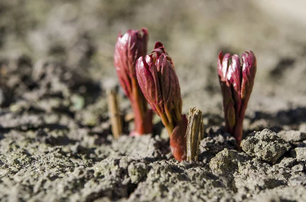 Brotes de arbusto de peonía brillante crecen en una cama en el jardín de primavera en los rayos del sol de primavera — Foto de Stock