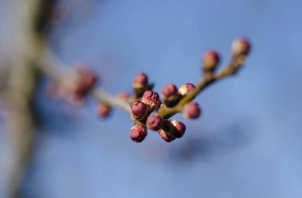 Brotes rojos jóvenes de albaricoque en Spring Garden en un día soleado — Foto de Stock