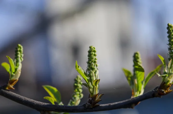 Brotes verdes jóvenes de pajarito-cerezo en Spring Garden en tiempo soleado — Foto de Stock