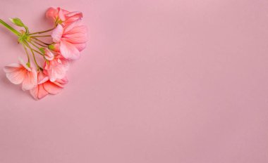 Mercan rengi Sardunya çiçeği hassas mercan rengi arka planı yatıyor