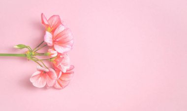 Mercan rengi Sardunya çiçeği hassas mercan rengi arka planı yatıyor