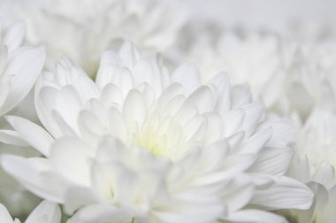 Beyaz ahşap duvarlara karşı yeşil gövdeler ile büyük buket beyazlı krizsanthemumlar. Close