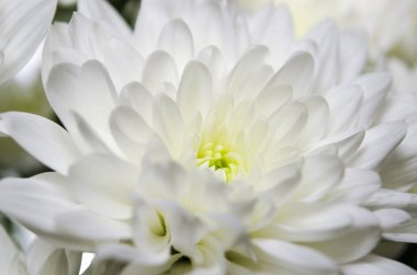 Beyaz ahşap duvarlara karşı yeşil gövdeler ile büyük buket beyazlı krizsanthemumlar. Close