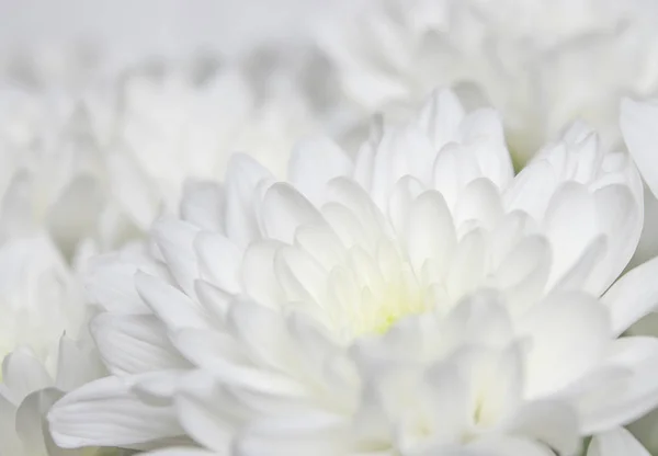 Large bouquet of white chrysanthemums with green stems stands against a white wooden wall. close-up — Stock Photo, Image