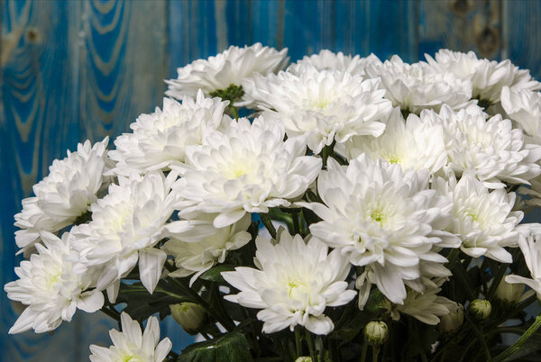 Large bouquet of white chrysanthemums with green stems stands against a blue wooden wall