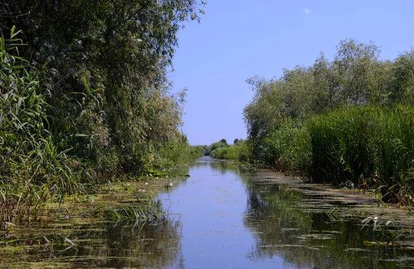 L'embouchure du Danube envahi par la canne verte avec les deux côtés de la rivière sous un ciel bleu — Photo