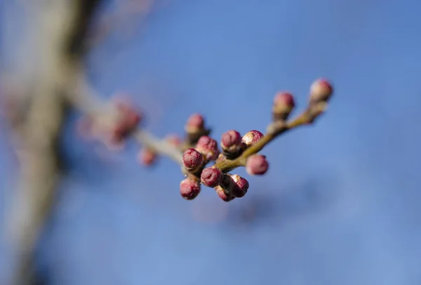 Brotes rojos jóvenes de albaricoque en Spring Garden en un día soleado — Foto de Stock