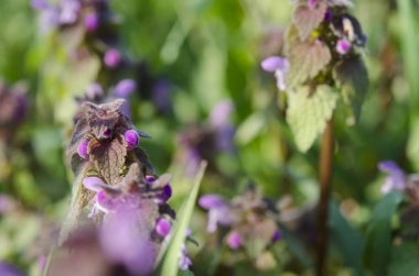 Kenevir ısırgan bir bahçede çiçek açan