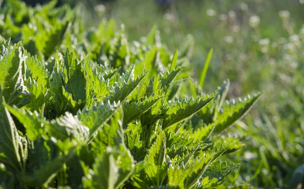 Junge grüne Frühlingsnessel wächst im Garten unter der Sonne — Stockfoto