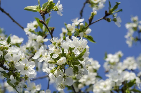 Giovani fiori di ciliegio nel giardino primaverile contro il cielo blu — Foto Stock