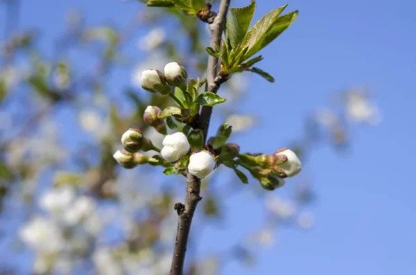 Giovani fiori di ciliegio nel giardino primaverile contro il cielo blu — Foto Stock