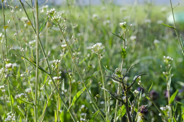 Heilpflanze-Hirtentasche wächst im Frühlingsgarten — Stockfoto