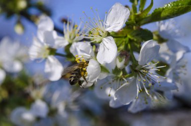 Bahar bahçesinde mavi gökyüzüne karşı genç kiraz çiçekleri açıyor.